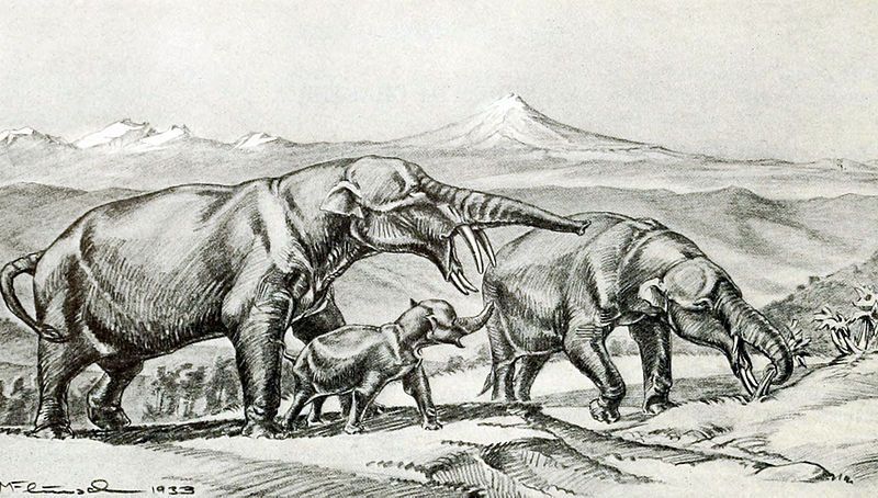 File:Rhynchotherium.jpg