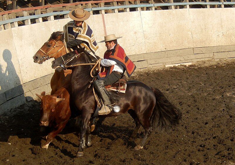 File:Rodeo Chiloe.jpg