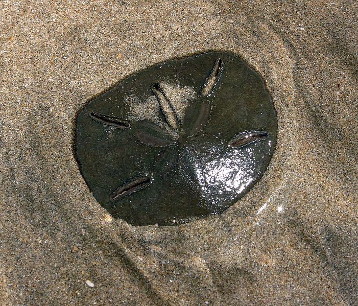 File:Sand Dollar.jpg