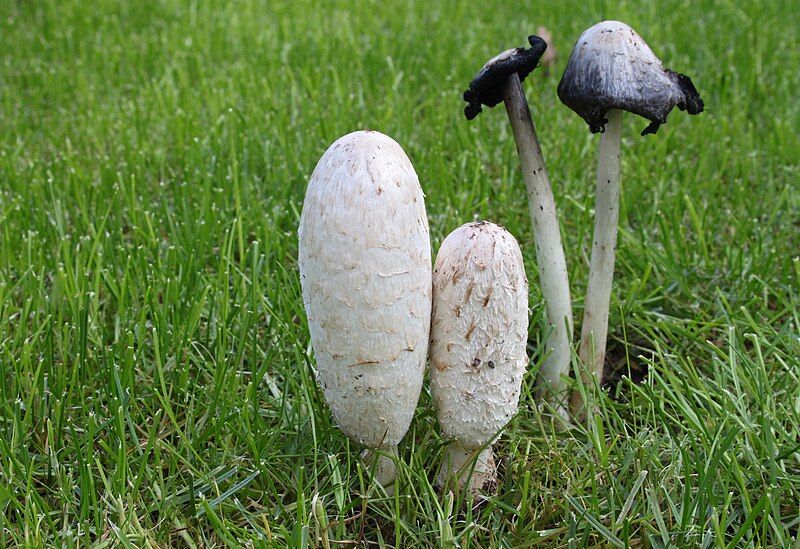 File:Schopftintling-Coprinus-comatus.jpg