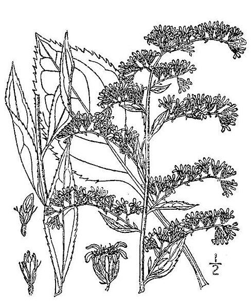 File:Solidago arguta01.jpg