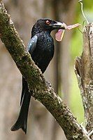 Spangled Drongo