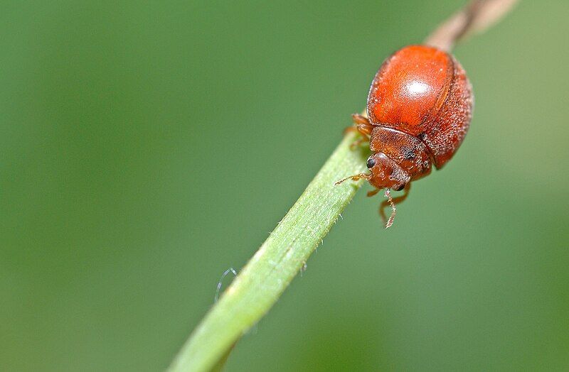 File:Subcoccinella vigintiquatuorpunctata1.jpg