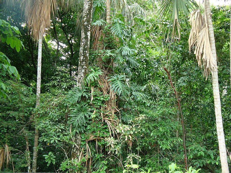 File:Tabasco selva.jpg