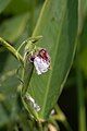 Thalia geniculata close-up