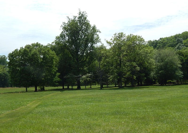 File:TinicumParkTuliptree.jpg