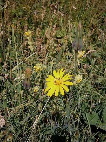 File:Tragopogon pratensis001.jpg