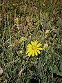 Tragopogon pratensis