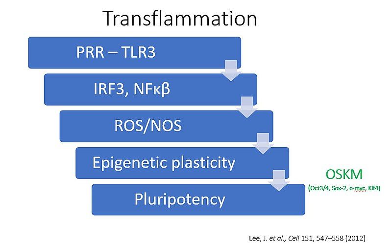 File:Transflammation.jpg