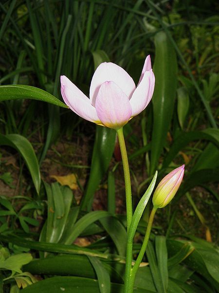 File:Tulipa bakeri005.jpg