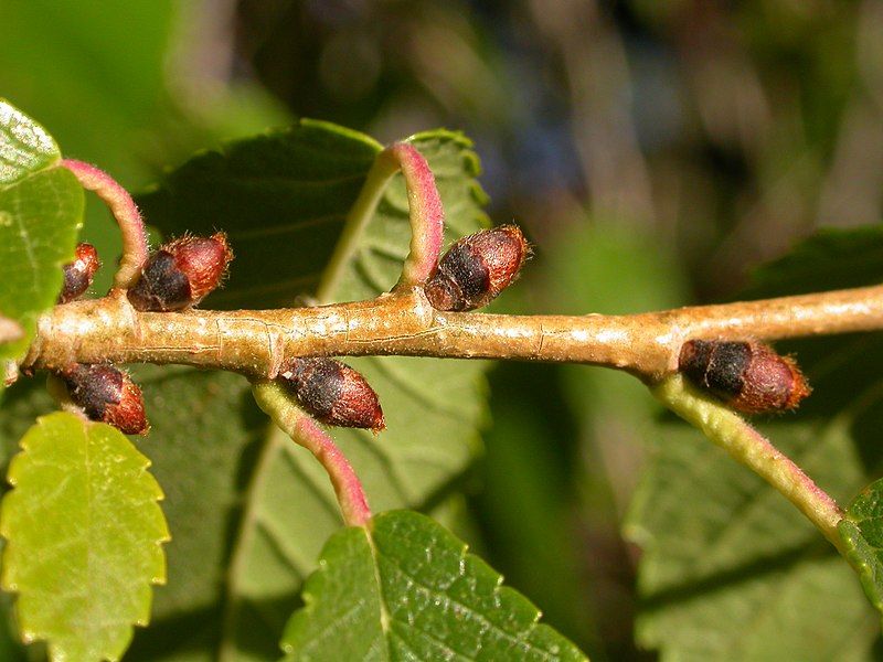 File:Ulmus pumila (5107823814).jpg