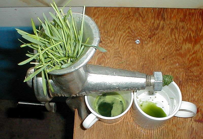 File:WheatGrassJuicing.jpg