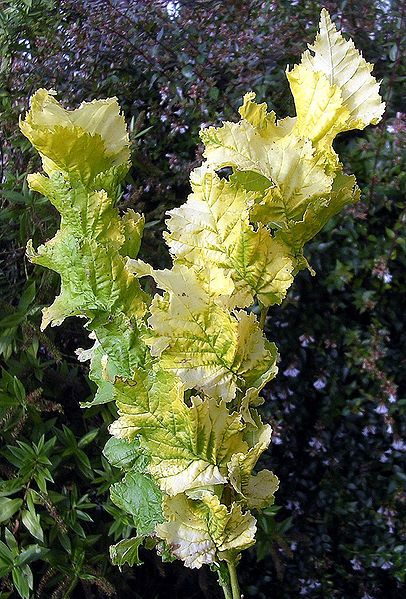 File:Wredei leaves.jpg