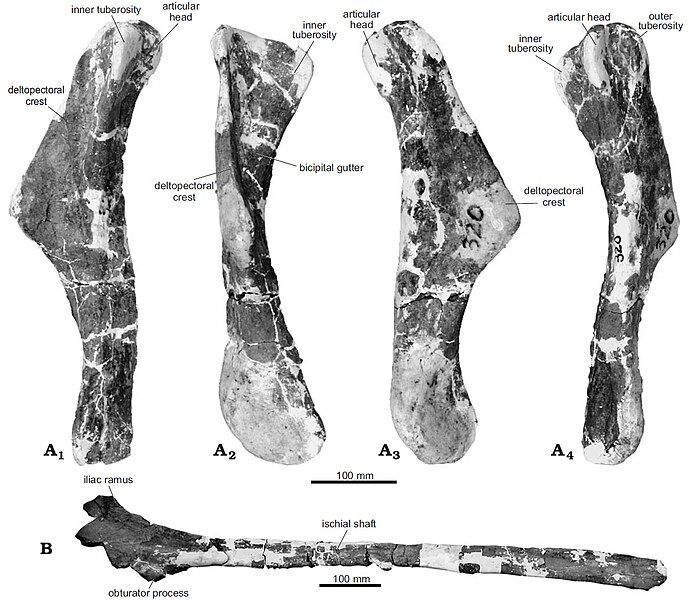 File:Wulagasaurus dongi.jpg