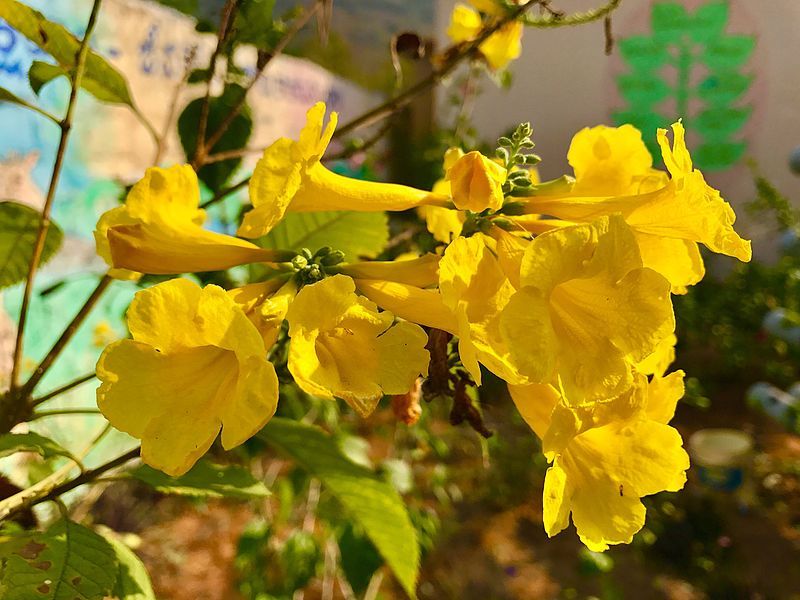 File:Yellow elder.jpg