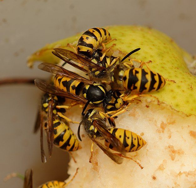 File:2015-08-13 18-27-19 vespula.jpg