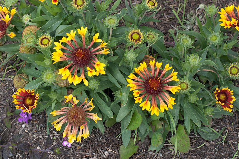 File:African Daisies.jpg