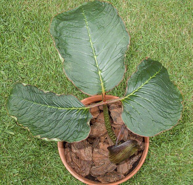 File:Arisaema speciosum 200614-02.jpg