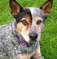 Australian Cattle Dog (Still on WP 2008-02-08)