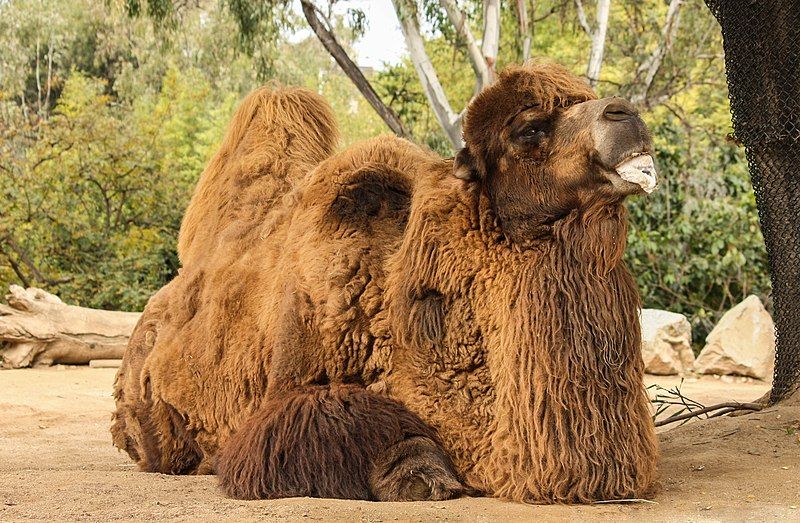 File:Bactrian camel.jpg