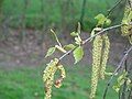 Betula pendula female catkins