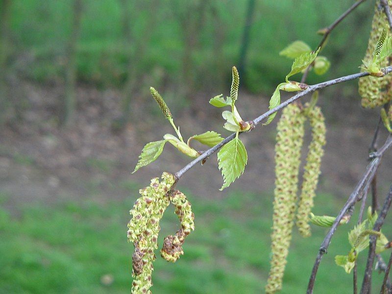 File:Betula female catkins.jpg