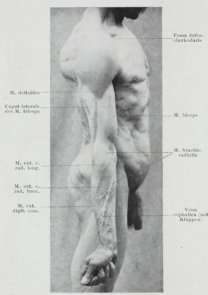 File:Braus 1921 173.png