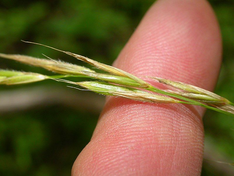 File:Bromus ciliatus.jpg