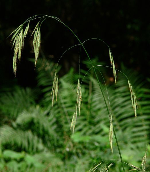 File:Bromus ramosus IP0706072.JPG