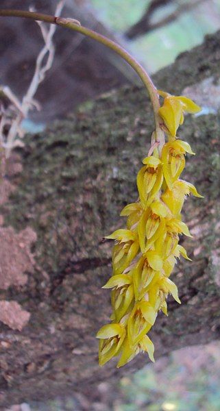 File:Bulbophyllum sterile 03.JPG