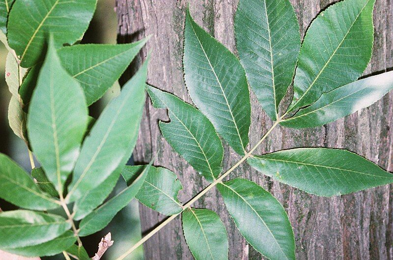 File:Carya laciniosa NRCS-001.jpg