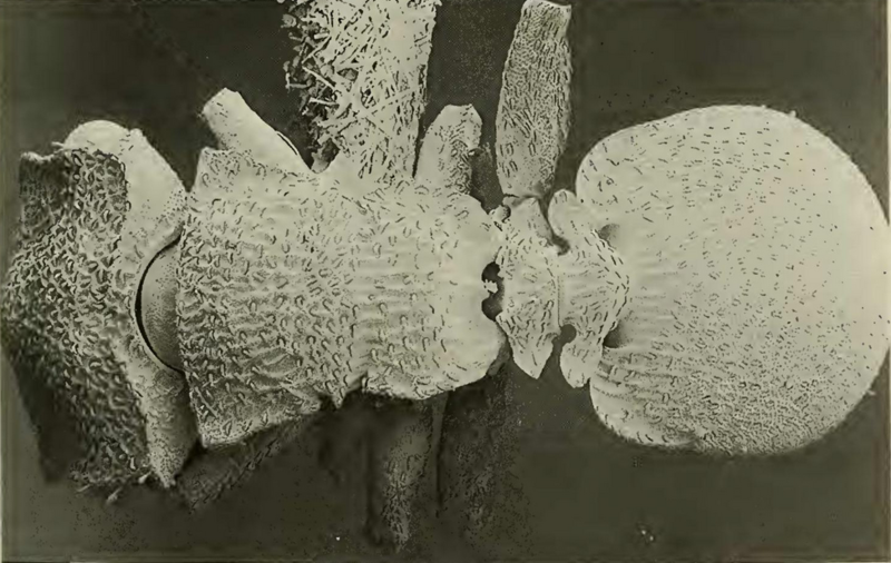 File:CephalotesLiepini.png