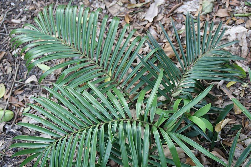 File:Ceratozamia sabatoi 0zz.jpg