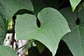 Chayote leaf (Vietnam)