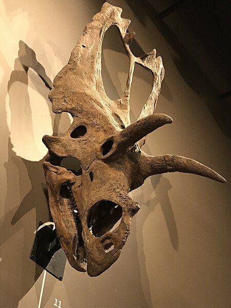 File:Coahuilaceratops magnacuerna skull.jpg