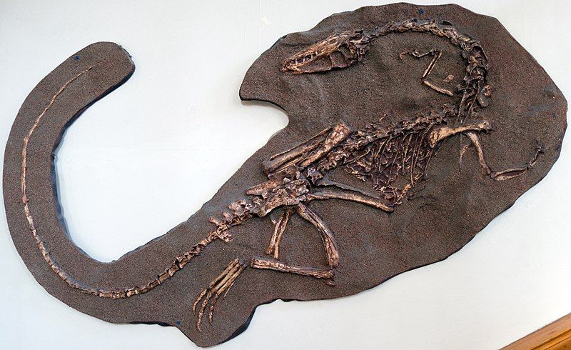 File:Coelophysis cast.jpg