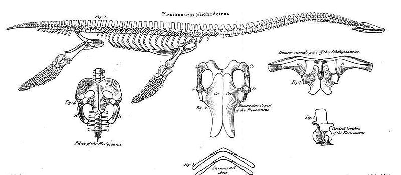 File:Conybeare Plesiosaur 1824.jpg