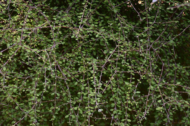 File:Coprosma virescens.jpg