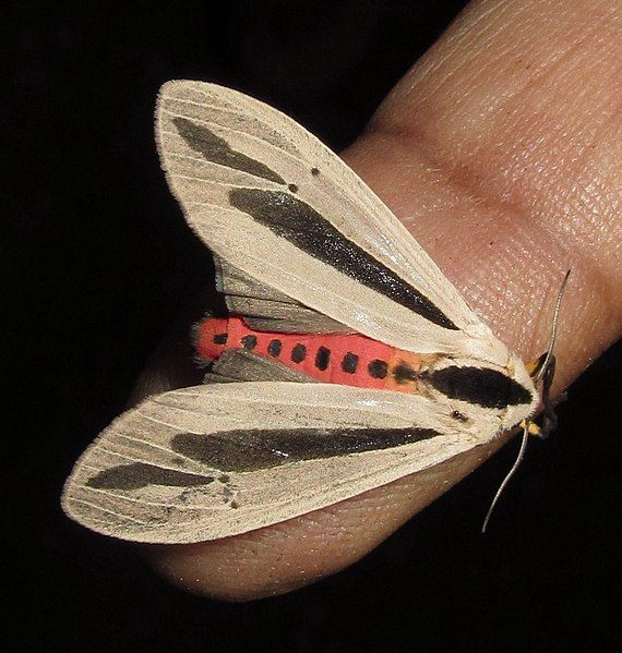 File:Creatonotos gangis (7171776400).jpg