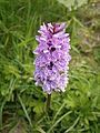 Dactylorhiza maculata