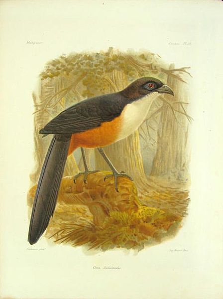 File:Delalande's Coua.jpg