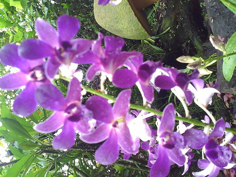 File:DendrobiumBaeYongJun-NationalOrchidGarden-Singapore-20060710.jpg