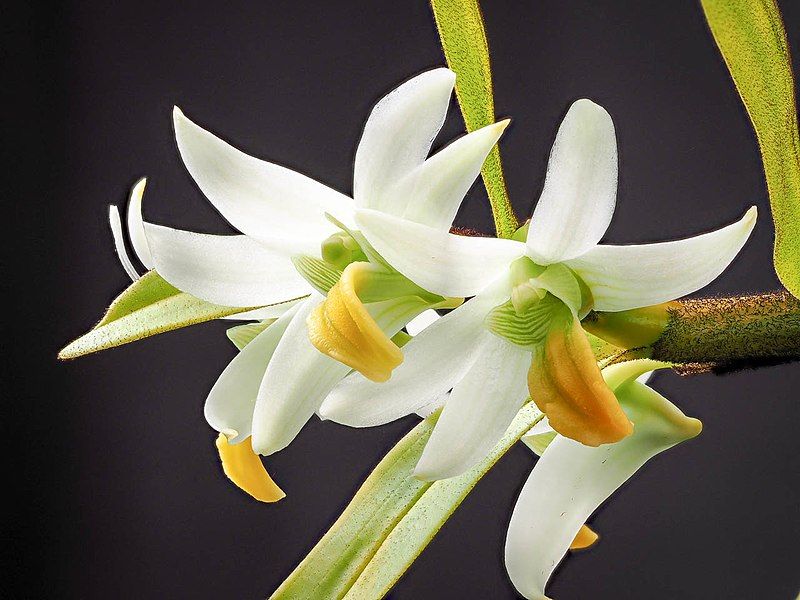 File:Dendrobium scabrilingue (25442160597).jpg