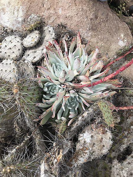 File:Dudleya candida 1.jpg