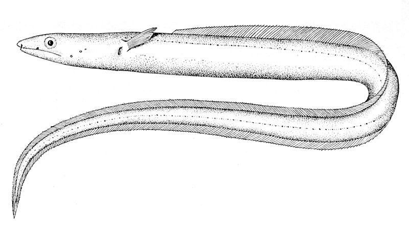 File:Echelus pachyrhynchus.jpg