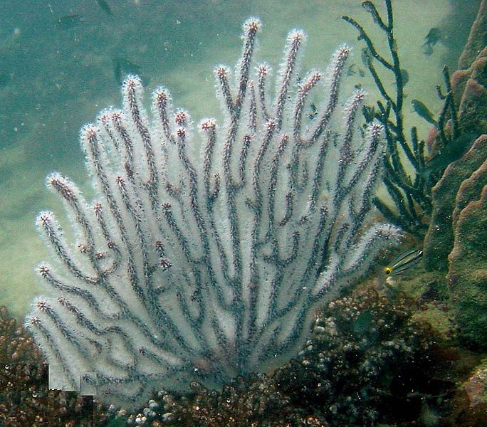 File:Echinogorgia-sp-sea-fan-3.jpg