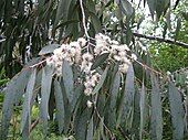 Eucalyptus perriniana 'Pendula'