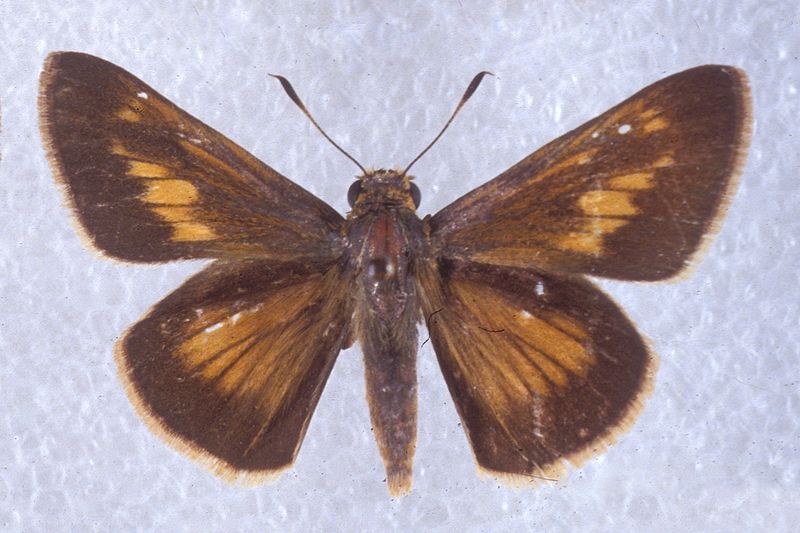 File:Euphyes pilatka 2191050.jpg