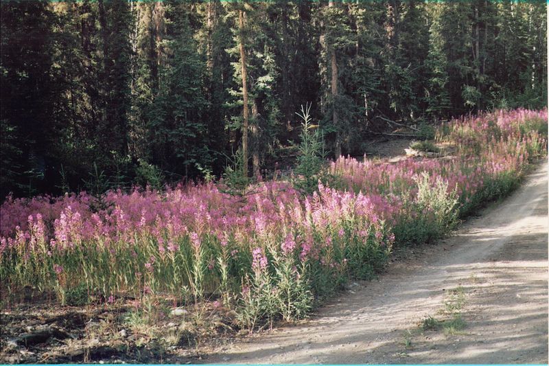 File:Fireweed Yukon.jpg