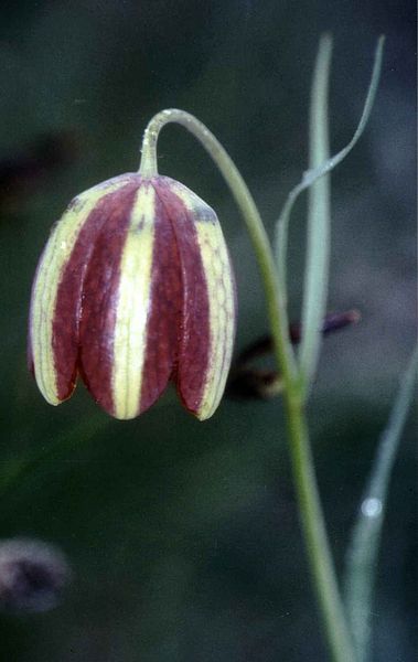 File:Fritillaria messanensis.jpg